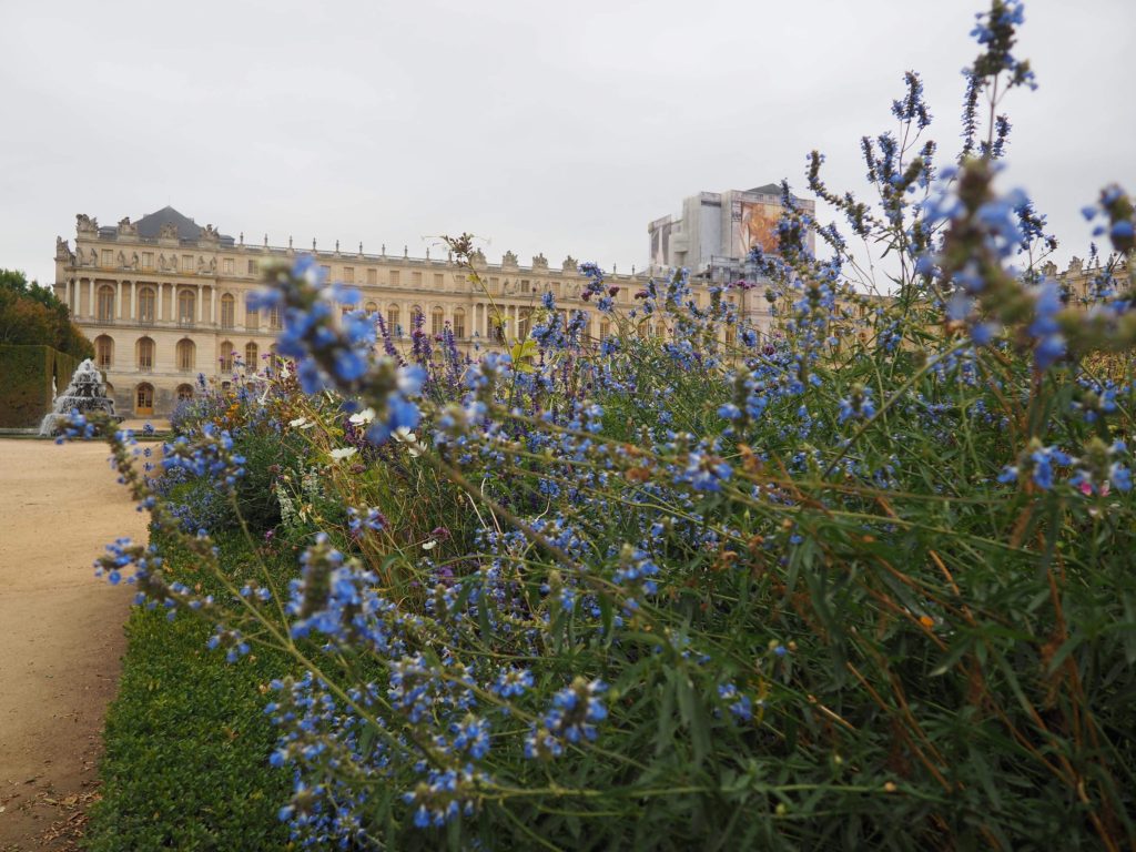 Flowers in the Garden of Versailles