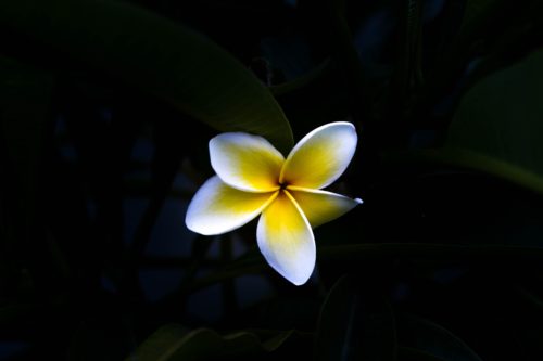 Plumeria Flower